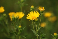 Heterotheca camporum glandulissima