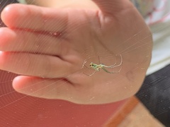 Leucauge