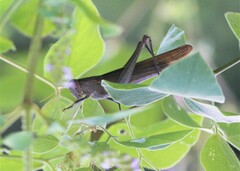 Schistocerca camerata
