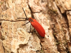 Dictyoptera aurora