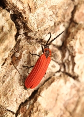 Dictyoptera aurora