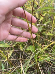 Juncus torreyi