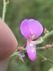 Desmodium nuttallii