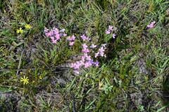 Lachnaea uniflora