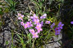 Lachnaea uniflora