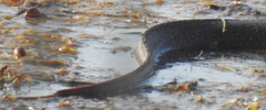 Varanus mertensi