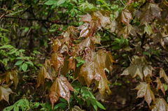 Acer cappadocicum