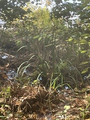 Zizaniopsis miliacea