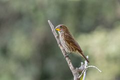 Amblyospiza albifrons