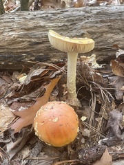 Amanita persicina