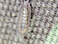 Proporcellio mirabilis