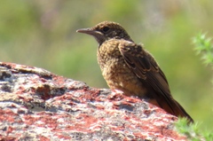 Monticola rupestris