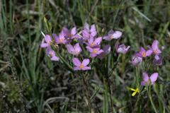 Lachnaea uniflora