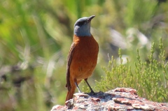 Monticola rupestris