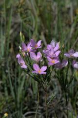 Lachnaea uniflora