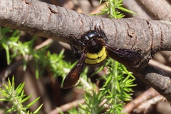 Xylocopa caffra