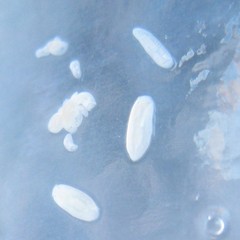Maricola