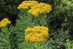 Hymenolepis