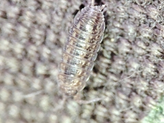 Proporcellio mirabilis