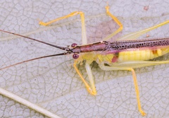 Macroteratura megafurcula