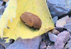 Hologymnetis cinerea