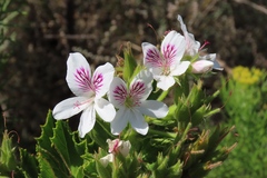 Pelargonium cucullatum strigifolium