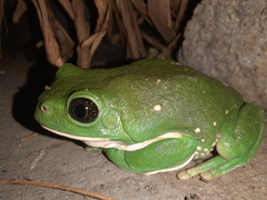 Agalychnis dacnicolor