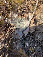 Dudleya pulverulenta