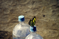 Philaethria dido
