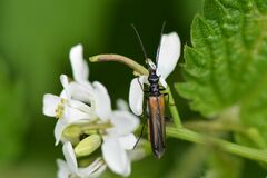 Oedemera pthysica