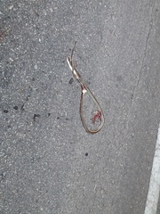 Salvadora lemniscata