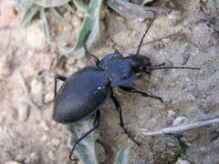 Carabus lusitanicus