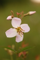 Rhexia mariana mariana