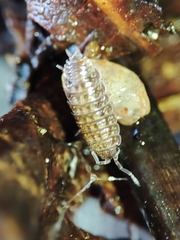 Proporcellio mirabilis