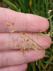 Poa annua