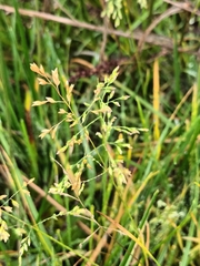 Poa annua