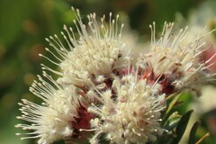 Leucospermum bolusii