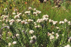 Leucospermum bolusii