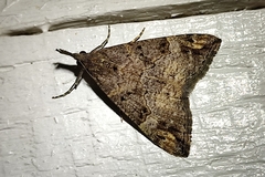 Hypena obsitalis