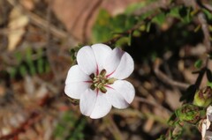 Adenandra uniflora