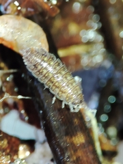Proporcellio mirabilis
