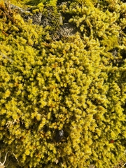 Racomitrium elongatum