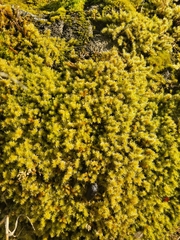 Racomitrium elongatum