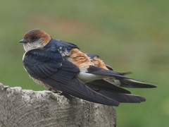 Cecropis cucullata