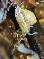 Proporcellio mirabilis