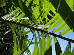 Bactris setosa