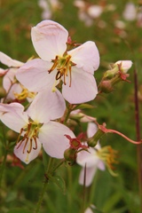 Rhexia mariana mariana