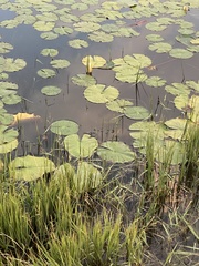 Nymphaea mexicana