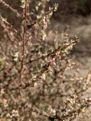Salsola australis