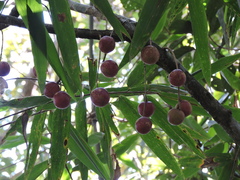 Cabralea canjerana